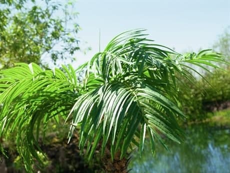 EUROPALMS Phoenix palm tree luxor, artificial plant, 240cm