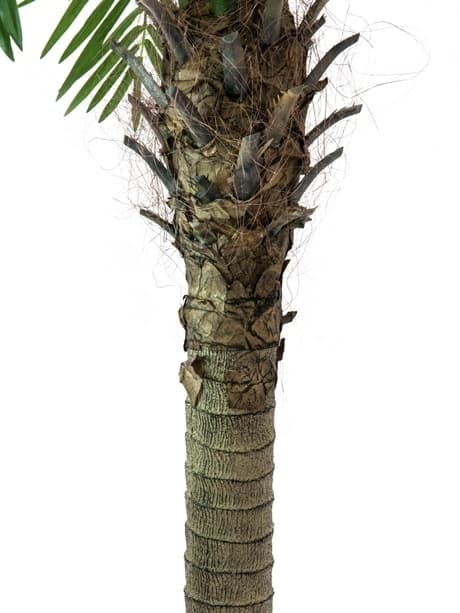 EUROPALMS Phoenix palm tree luxor, artificial plant, 210cm