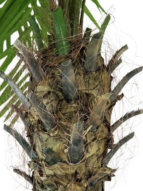 EUROPALMS Phoenix palm tree luxor, artificial plant, 210cm