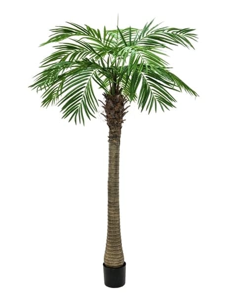 EUROPALMS Phoenix palm tree luxor, artificial plant, 210cm