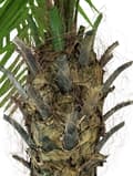 Miniatyrbild 9 av 11: EUROPALMS Phoenix palm tree luxor, artificial plant, 300cm