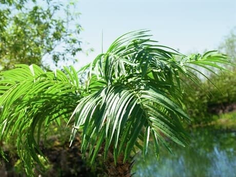 EUROPALMS Phoenix palm tree luxor, artificial plant, 300cm