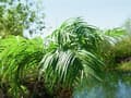 Miniatyrbild 10 av 11: EUROPALMS Phoenix palm tree luxor, artificial plant, 300cm