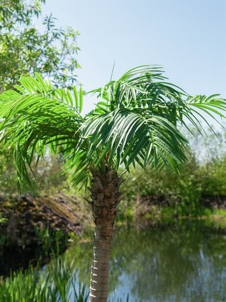 EUROPALMS Phoenix palm tree luxor, artificial plant, 300cm