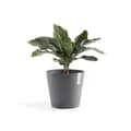 Miniatyrbild 3 av 4: Vaso Amsterdam Ecopots - Grigio - 40x36cm - Vattentank