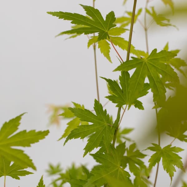 Japansk ahorn - Acer palmatum 'Orange Dream' - Højde 60-70cm - ⌀19cm