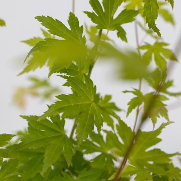 Japansk ahorn - Acer palmatum 'Orange Dream' - Højde 60-70cm - ⌀19cm