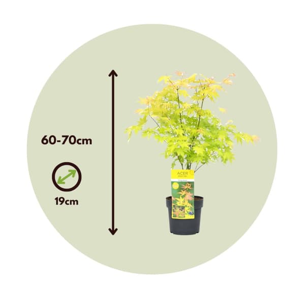 Japansk ahorn - Acer palmatum 'Orange Dream' - Højde 60-70cm - ⌀19cm