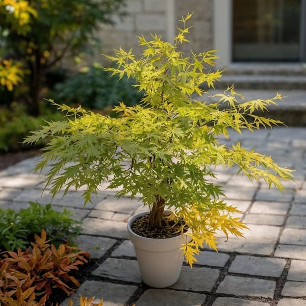 Japansk ahorn - Acer palmatum 'Orange Lace' - Højde 60-70cm - ⌀19cm