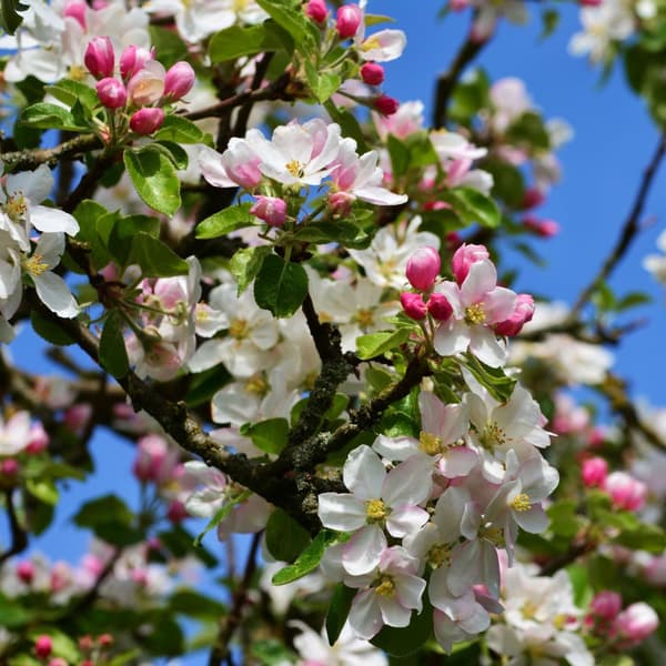 Omenapuu - Malus - Korkeus 60-70cm - ⌀17cm