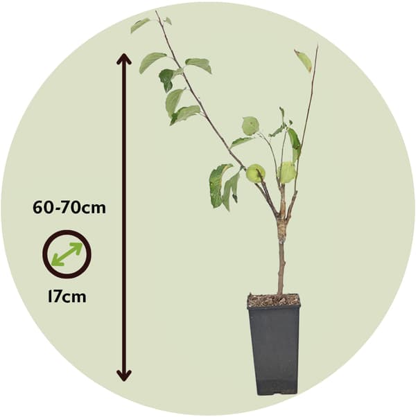 Omenapuu - Malus - Korkeus 60-70cm - ⌀17cm
