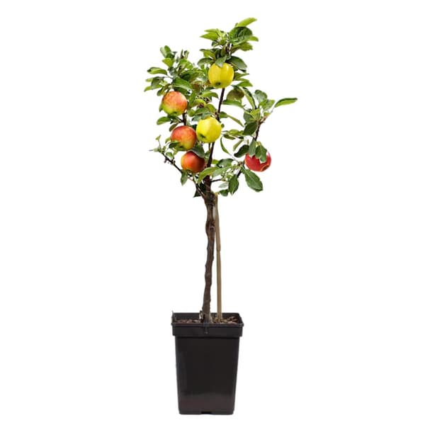 Æbletræ - Sæt med 1 - Malus - Højde 60-70cm - ⌀17cm