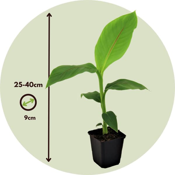 Bananväxt - Set om 3 - Musa basjoo - Höjd 25-40cm - ⌀9cm