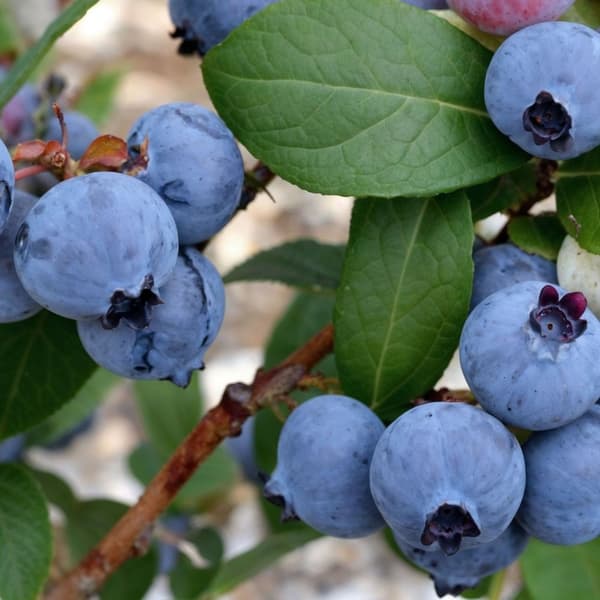 Blåbær - Sæt med 3 - Vaccinium corymbosum 'Sunshine Blue' - Højde 25-40cm - ⌀9cm