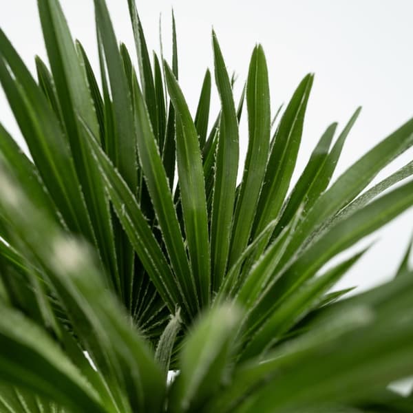 Dværgpalme - Chamaerops 'Vulcano' - Højde 35-45cm - ⌀19cm