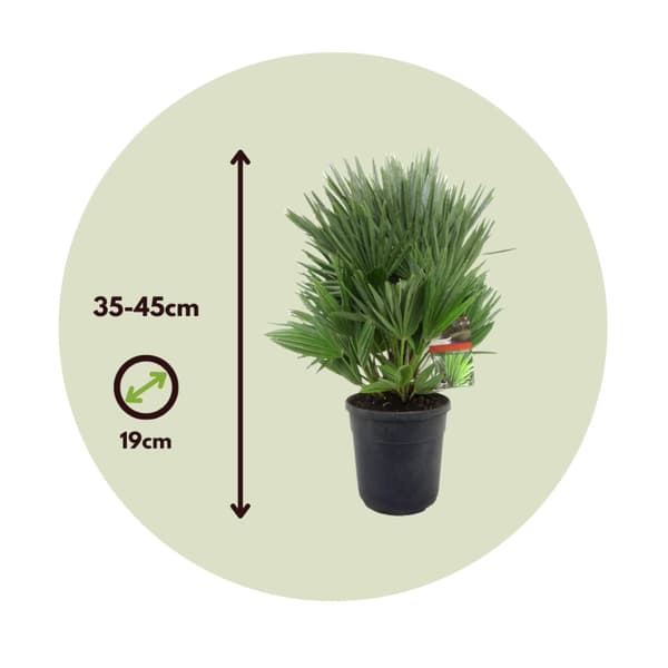 Dværgpalme - Chamaerops 'Vulcano' - Højde 35-45cm - ⌀19cm