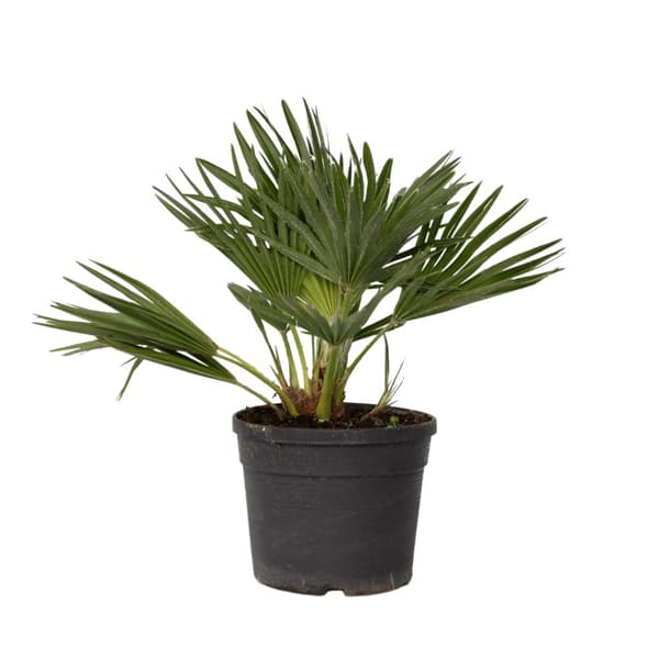 Europeiska Dvärgpalm - Chamaerops 'Vulcano' - Höjd 35-45cm - ⌀19cm