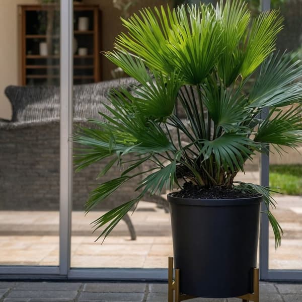 Europeiska Dvärgpalm - Set om 2 - Chamaerops 'Vulcano' - Höjd 35-45cm - ⌀19cm