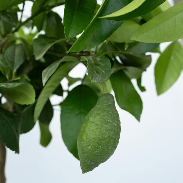 Citrontræ - Citrus limon - Højde 60-70cm - ⌀19cm