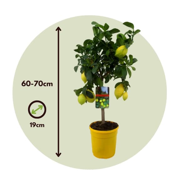 Citrontræ - Citrus limon - Højde 60-70cm - ⌀19cm