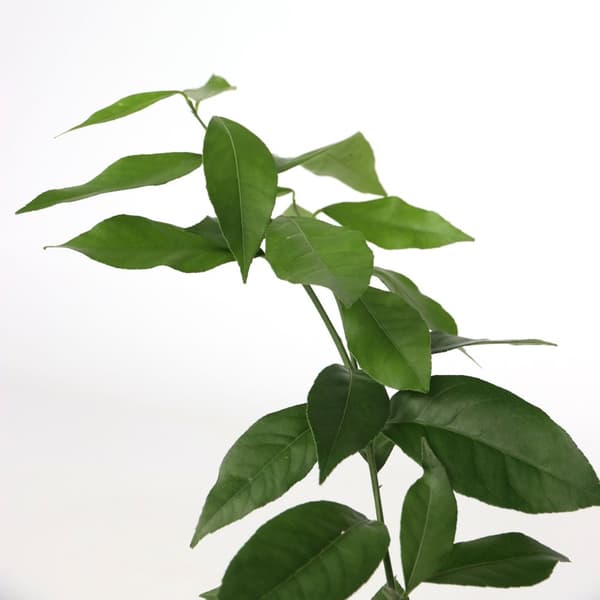 Kalk Träd Citrus - Set om 3 - Citrus aurantifolia - Höjd 25-40cm - ⌀9cm