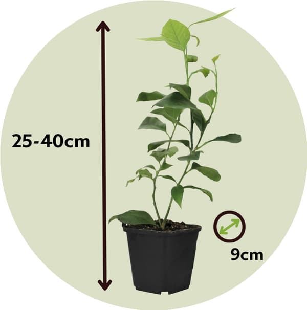 Kalk Träd Citrus - Set om 3 - Citrus aurantifolia - Höjd 25-40cm - ⌀9cm
