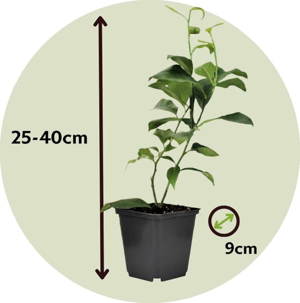Citrontræ - Sæt med 3 - Citrus limon - Højde 25-40cm - ⌀9cm