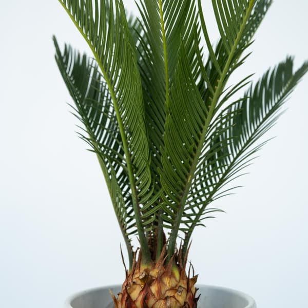 Sago palm - Set om 2 - Cycas revoluta - Höjd 45-60cm - ⌀15cm