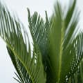 Miniatyrbild 4 av 4: Sago palm - Set om 2 - Cycas revoluta - Höjd 45-60cm - ⌀15cm