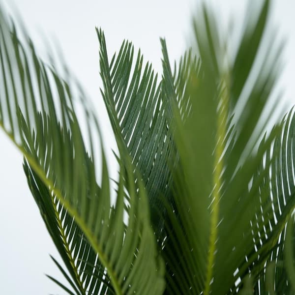 Sago palm - Set om 2 - Cycas revoluta - Höjd 45-60cm - ⌀15cm