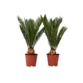 Miniatyrbild 1 av 4: Sago palm - Set om 2 - Cycas revoluta - Höjd 45-60cm - ⌀15cm