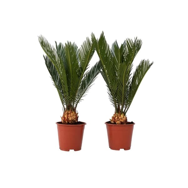 Sago palm - Set om 2 - Cycas revoluta - Höjd 45-60cm - ⌀15cm