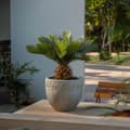 Miniatyrbild 3 av 4: Sago palm - Cycas revoluta - Höjd 45-60cm - ⌀15cm