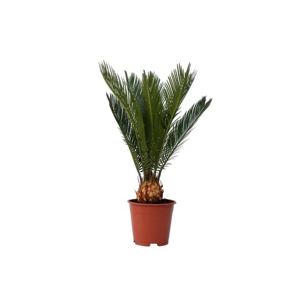 Sago palm - Cycas revoluta - Höjd 45-60cm - ⌀15cm