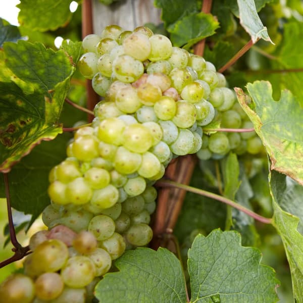 Druvväxt - Set om 3 - Vitis vinifera - Höjd 25-40cm - ⌀9cm