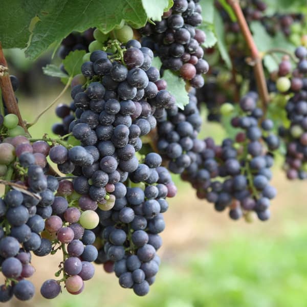 Vin - Sæt med 6 - Vitis vinifera - Højde 25-40cm - ⌀9cm