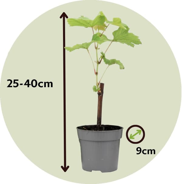 Druvväxt - Set om 3 - Vitis vinifera 'Cabernet franc' - Höjd 25-40cm - ⌀9cm