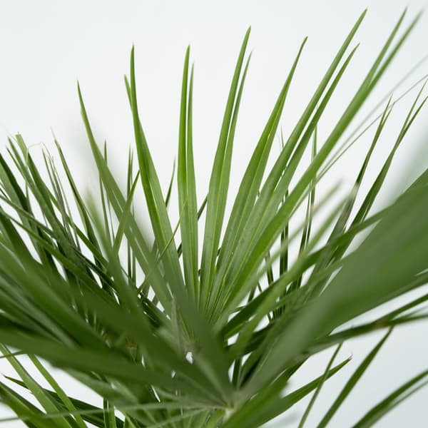 Europeiska Dvärgpalm - Set om 2 - Chamaerops humilis - Höjd 50-60cm - ⌀15cm