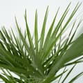 Miniatyrbild 5 av 6: Europeiska Dvärgpalm - Set om 2 - Chamaerops humilis - Höjd 50-60cm - ⌀15cm