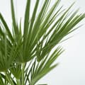 Miniatyrbild 6 av 6: Europeiska Dvärgpalm - Set om 2 - Chamaerops humilis - Höjd 50-60cm - ⌀15cm
