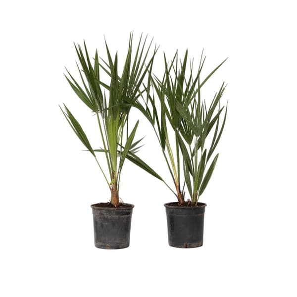 Europeiska Dvärgpalm - Set om 2 - Chamaerops humilis - Höjd 50-60cm - ⌀15cm