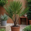 Pikkukuva 3 / 5: Euroopan viuhkapalmu - Chamaerops humilis - Korkeus 50-60cm - ⌀15cm