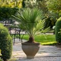 Pikkukuva 4 / 5: Euroopan viuhkapalmu - Chamaerops humilis - Korkeus 50-60cm - ⌀15cm