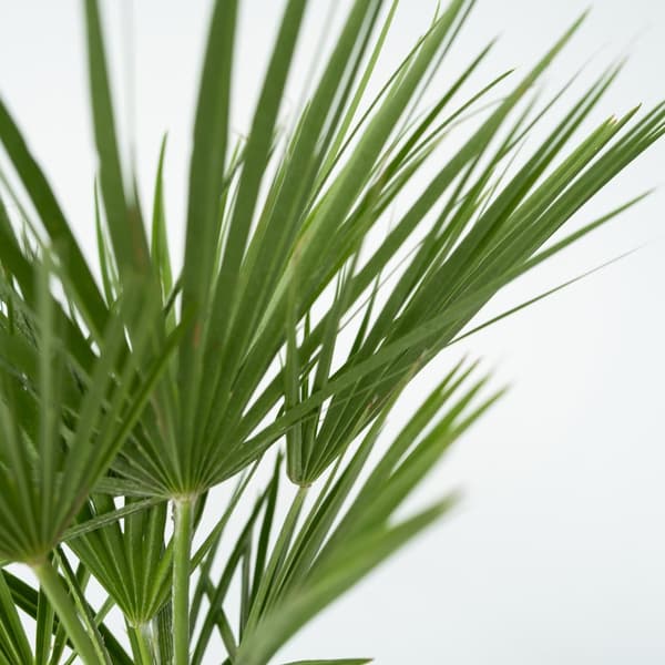 Euroopan viuhkapalmu - Chamaerops humilis - Korkeus 50-60cm - ⌀15cm