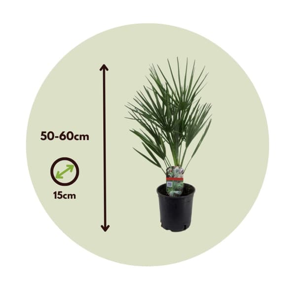 Dværgpalme - Chamaerops humilis - Højde 50-60cm - ⌀15cm