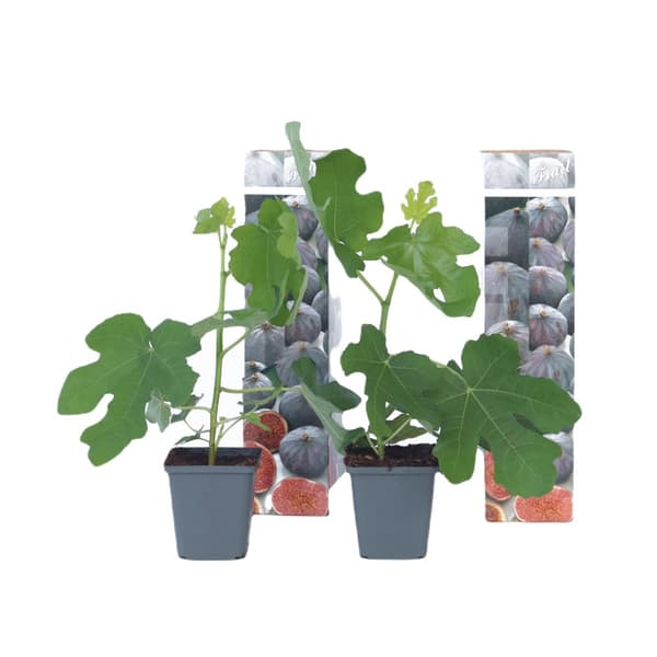 Fikon - Set om 2 - Ficus carica 'Brown Turkey' - Höjd 25-40cm - ⌀9cm