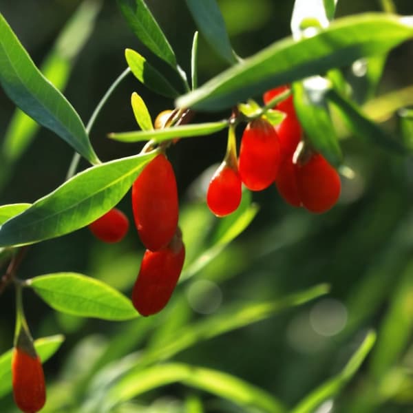 Goji bär - Set om 3 - Lycium barbarum - Höjd 25-40cm - ⌀9cm