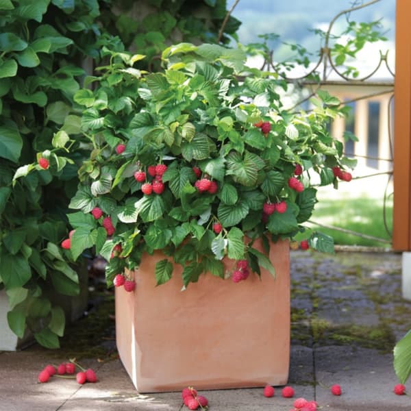 Hindbær plante - Sæt med 6 - Rubus ideaus 'Autumn Bliss' - Højde 25-40cm - ⌀9cm
