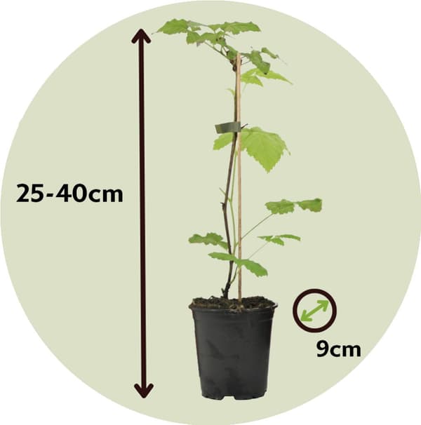 Hindbær plante - Sæt med 6 - Rubus ideaus 'Autumn Bliss' - Højde 25-40cm - ⌀9cm