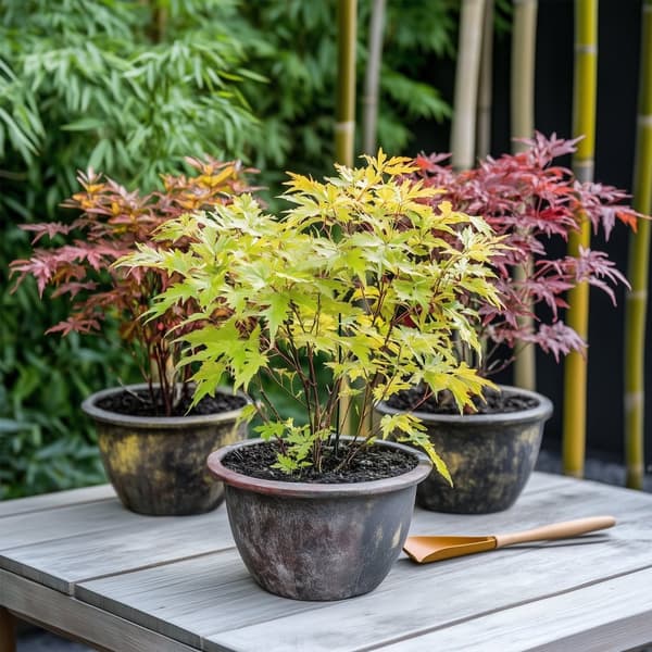 Japanin vaahtera - 4 kpl - Acer palmatum - Korkeus 25-40cm - ⌀10,5cm